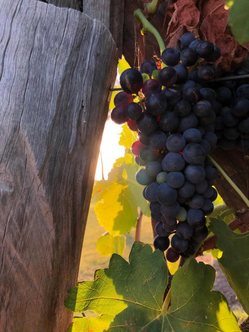 Emma'S Cottage Vineyard Lovedale Exterior photo